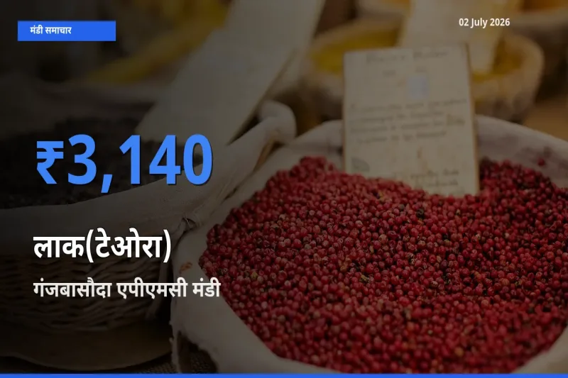 बाज़ार संकेत: गंजबासौदा एपीएमसी बना लाक(टेओरा) के लिए आज की टॉप मंडी