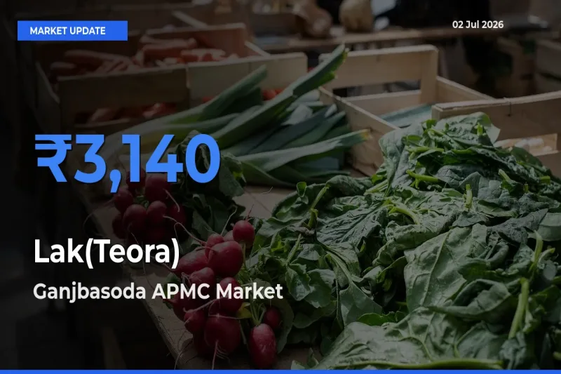 Farmers Prefer Ganjbasoda APMC as Lak(Teora) Hits Highest Rate