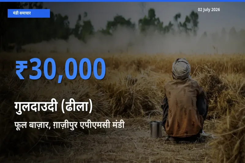 फूल बाज़ार, ग़ाज़ीपुर एपीएमसी मंडी में गुलदाउदी (ढीला) ₹30,000 पर पहुँचा – आज का सर्वोच्च भाव
