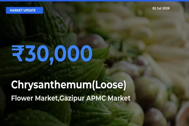 Top Performer! Flower Market,Gazipur APMC Offers Best Chrysanthemum(Loose) Price Today