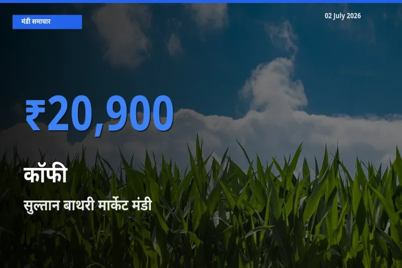 आज कॉफी के सबसे ऊँचे दाम ₹20,900 सुल्तान बाथरी मार्केट मंडी में