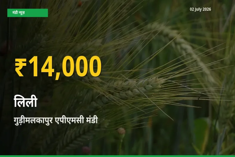 लिली के भावों में जबरदस्त उछाल, गुड़ीमलकापुर एपीएमसी में नया उच्च स्तर
