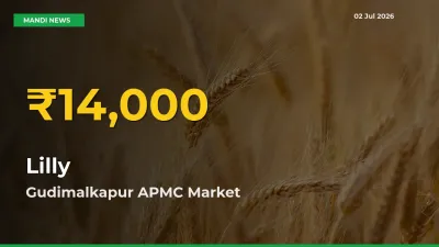 Lilly Price Hits New High in Gudimalkapur APMC Today – Check Latest Mandi Rates