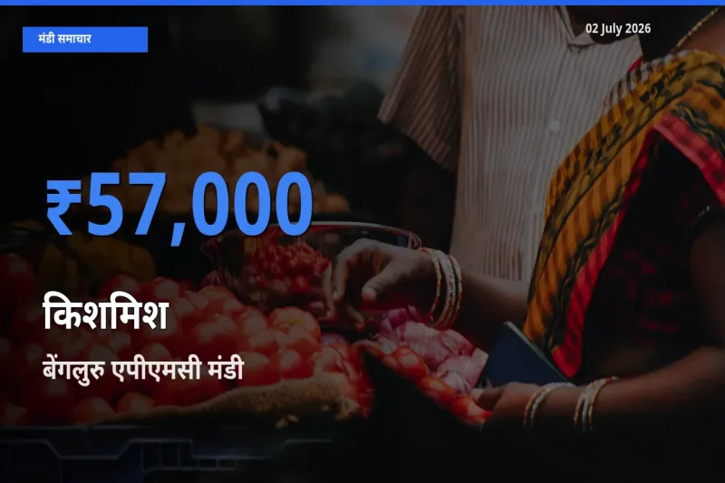 02 July अपडेट: किशमिश के सबसे ऊँचे दाम बेंगलुरु एपीएमसी मंडी में