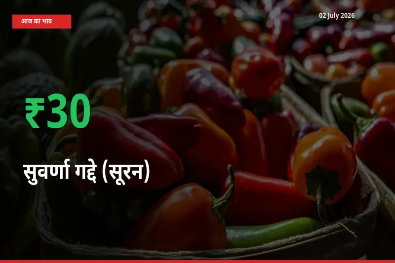 02 July अपडेट: सुवर्णा गद्दे (सूरन) के दाम मंडी में 30% उछले