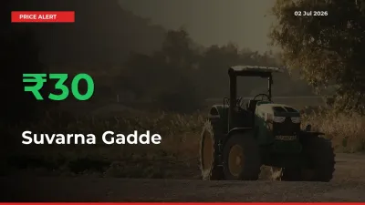 Suvarna Gadde Mandi Rate Today: Prices Jump 30% at Market