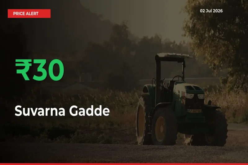 Suvarna Gadde Mandi Rate Today: Prices Jump 30% at Market