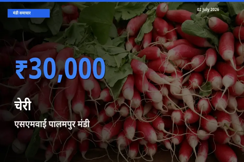 किसानों की पसंद बना एसएमवाई पालमपुर, चेरी के सबसे अच्छे दाम