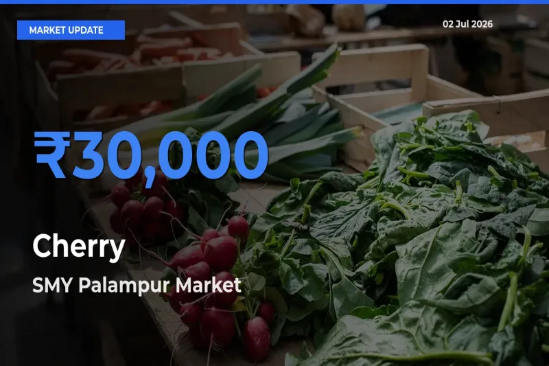 SMY Palampur Offers ₹30,000 – Highest Cherry Rate Today