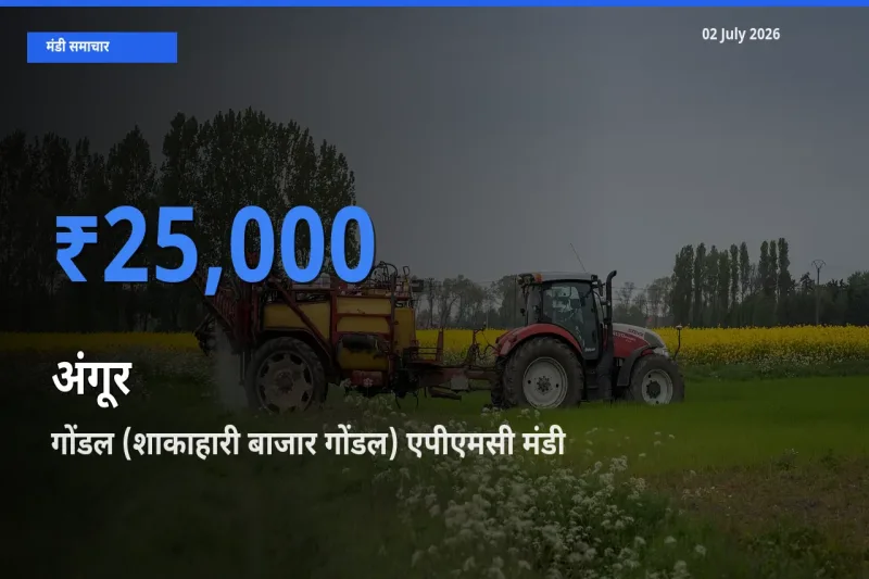 गोंडल (शाकाहारी बाजार गोंडल) एपीएमसी में अंगूर का आज सबसे ऊँचा भाव