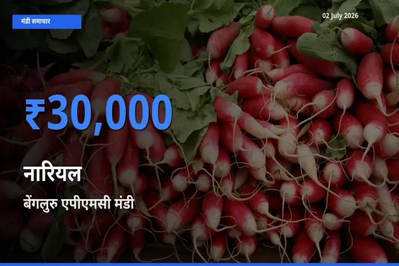 बेंगलुरु एपीएमसी में नारियल का आज सबसे ऊँचा भाव