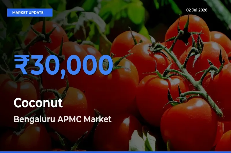 Bengaluru APMC Tops Coconut Rates – July 02 Market Update