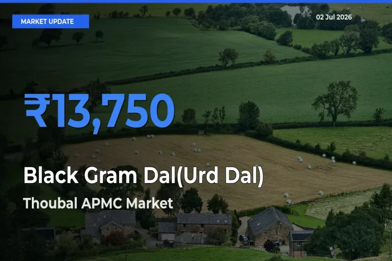 Thoubal APMC Records Highest ₹13,750 Rate for Black Gram Dal(Urd Dal)