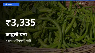 तराना एपीएमसी में काबुली चना ₹3,335 पर गिरा – 30 दिन का न्यूनतम भाव