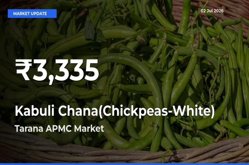 Sharp Fall! Kabuli Chana(Chickpeas-White) Prices Drop to 30-Day Low in Tarana APMC