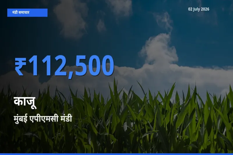 बाज़ार संकेत: मुंबई एपीएमसी बना काजू के लिए आज की टॉप मंडी
