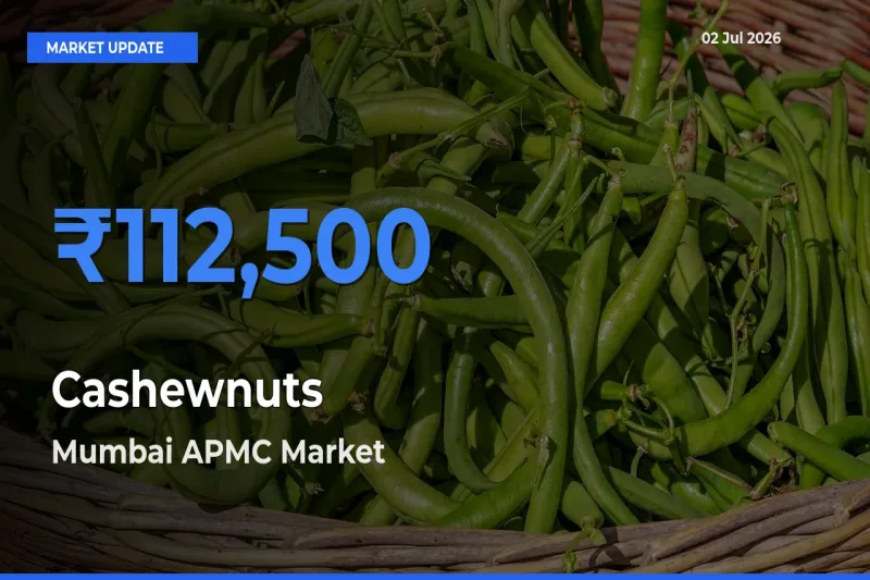 Mumbai APMC Records Highest ₹112,500 Rate for Cashewnuts