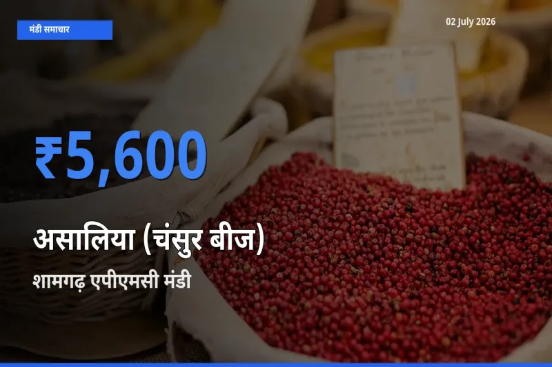 आज असालिया (चंसुर बीज) के सबसे ज़्यादा दाम शामगढ़ एपीएमसी मंडी में दर्ज