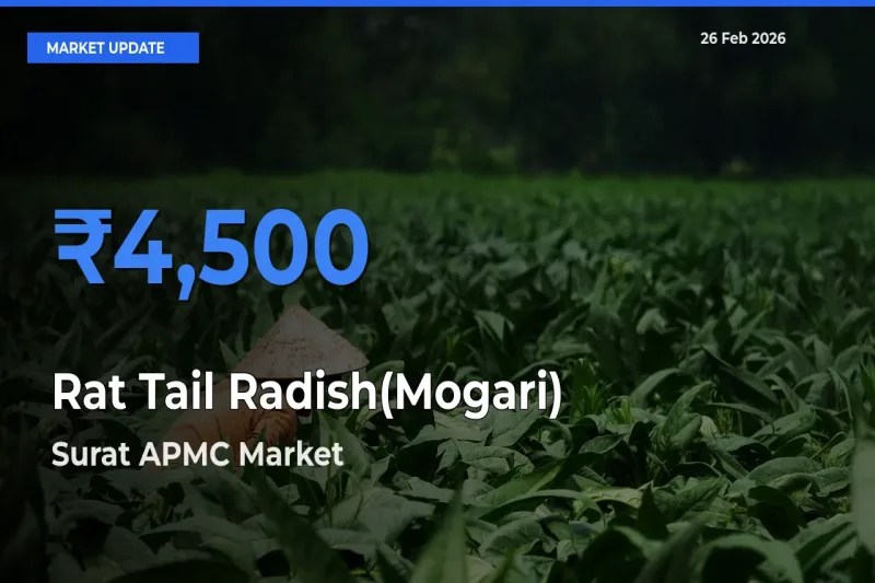 Surat APMC Leads as Top Mandi for Rat Tail Radish(Mogari) Prices