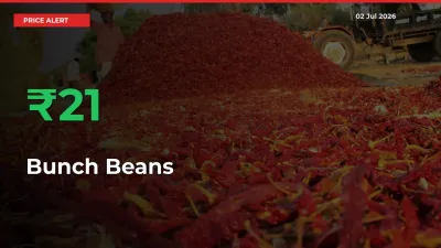 Sharp Jump! Bunch Beans Prices Climb 21.34% in 24 Hours at Key Mandis