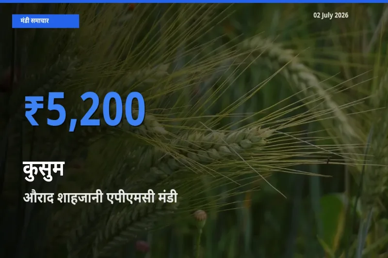 02 July अपडेट: कुसुम के सबसे ऊँचे दाम औराद शाहजानी एपीएमसी मंडी में