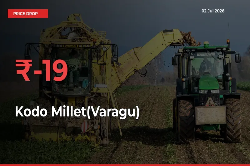 Sharp Fall! Kodo Millet(Varagu) Prices Plunge 18.64% in a Day at Key Mandis