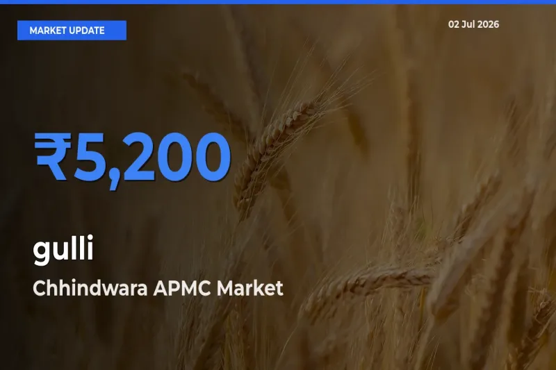 Chhindwara APMC Tops gulli Rates – July 02 Market Update