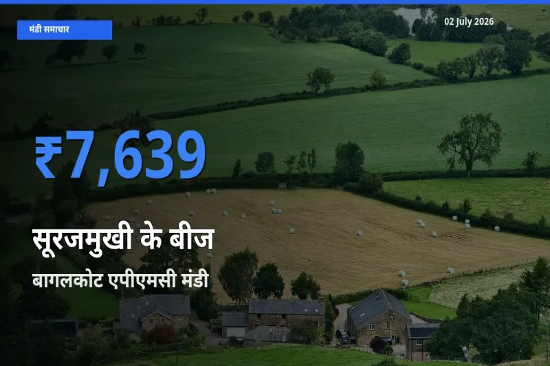 टॉप मंडी बना बागलकोट एपीएमसी! सूरजमुखी के बीज के सबसे ऊँचे दाम यहीं दर्ज