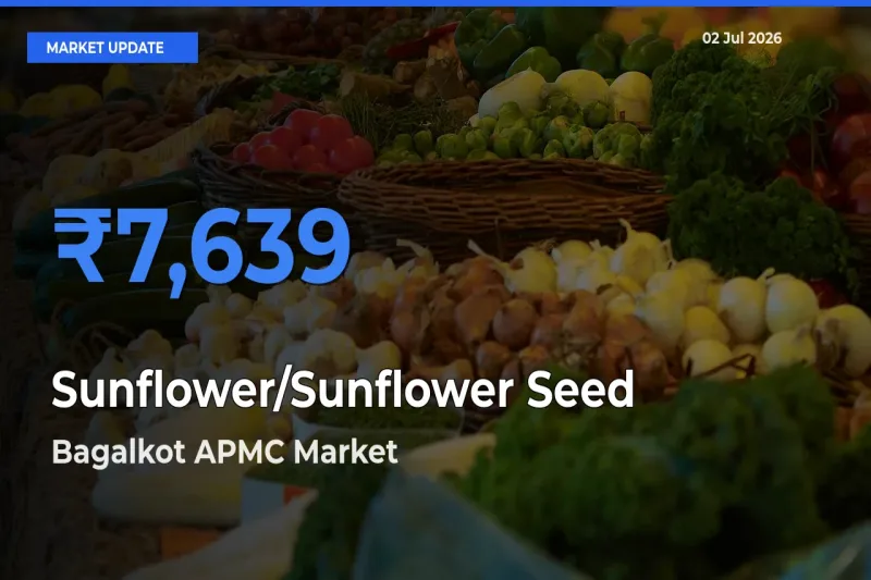 Farmers Prefer Bagalkot APMC as Sunflower/Sunflower Seed Hits Highest Rate