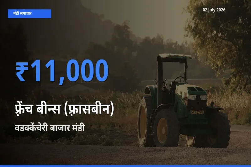 बाज़ार संकेत: वडक्केंचेरी बाजार बना फ़्रेंच बीन्स (फ़्रासबीन) के लिए आज की टॉप मंडी