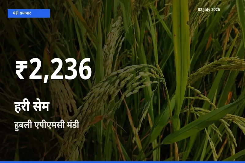 तेज़ गिरावट! हुबली एपीएमसी में हरी सेम के दाम 30 दिन के निचले स्तर पर