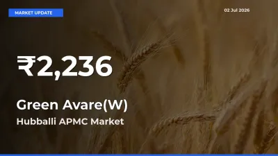 Big Drop! Green Avare(W) Slides to 30-Day Low at Hubballi APMC