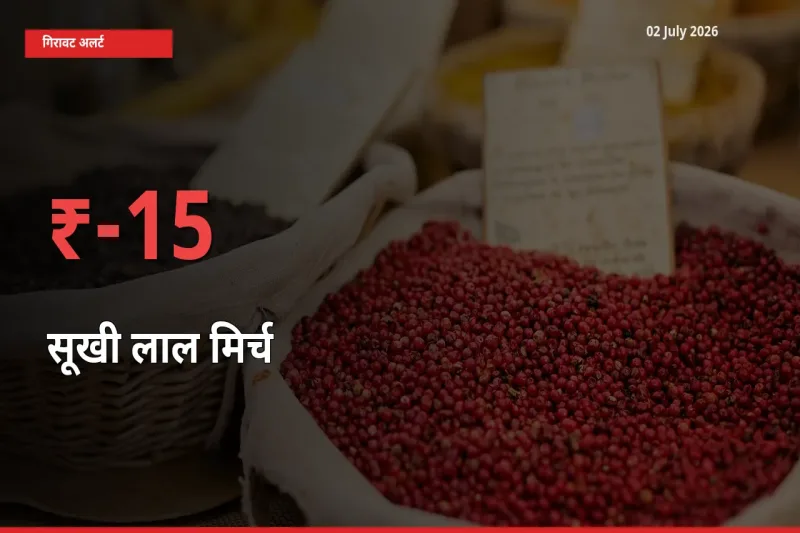 15.05% की गिरावट! मंडी में सूखी लाल मिर्च के दाम अचानक टूटे