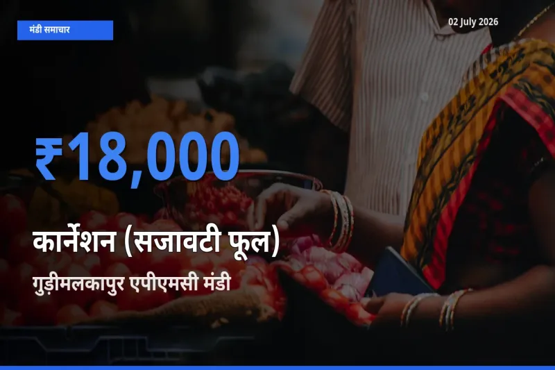 आज कार्नेशन (सजावटी फूल) के सबसे ज़्यादा दाम गुड़ीमलकापुर एपीएमसी मंडी में दर्ज
