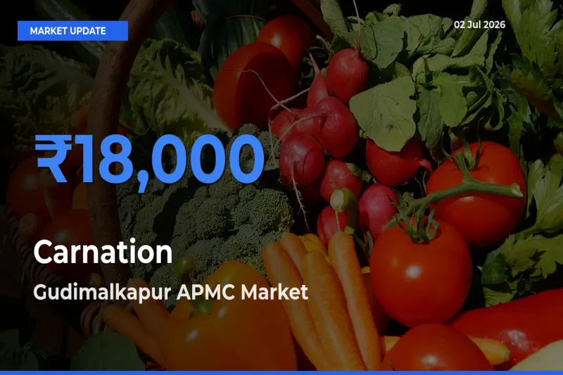 Gudimalkapur APMC Leads as Top Mandi for Carnation Prices