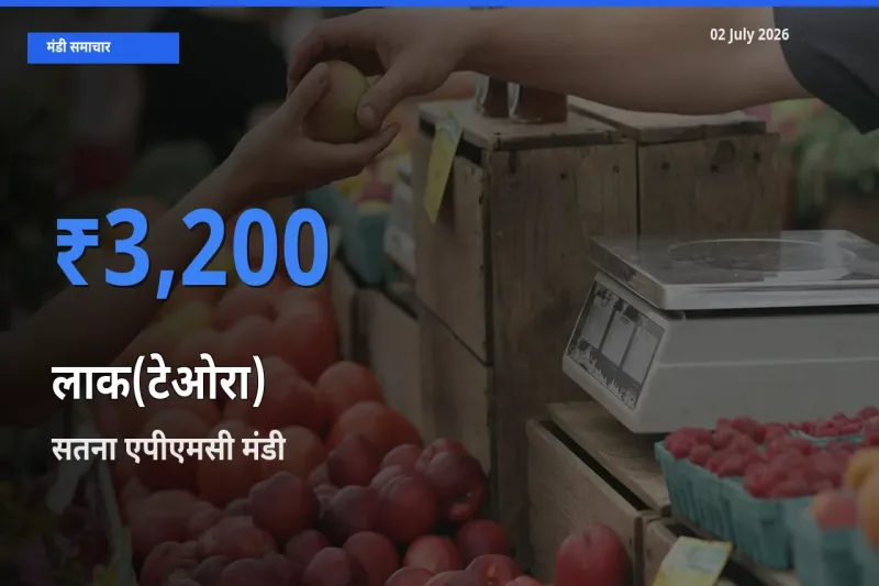 आज लाक(टेओरा) के सबसे ऊँचे दाम ₹3,200 सतना एपीएमसी मंडी में