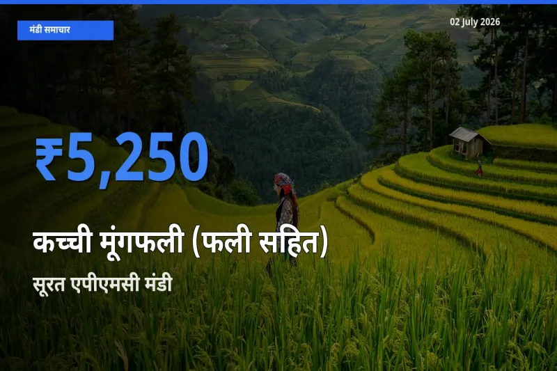 सूरत एपीएमसी मंडी में आज कच्ची मूंगफली (फली सहित) के सबसे ऊँचे दाम दर्ज
