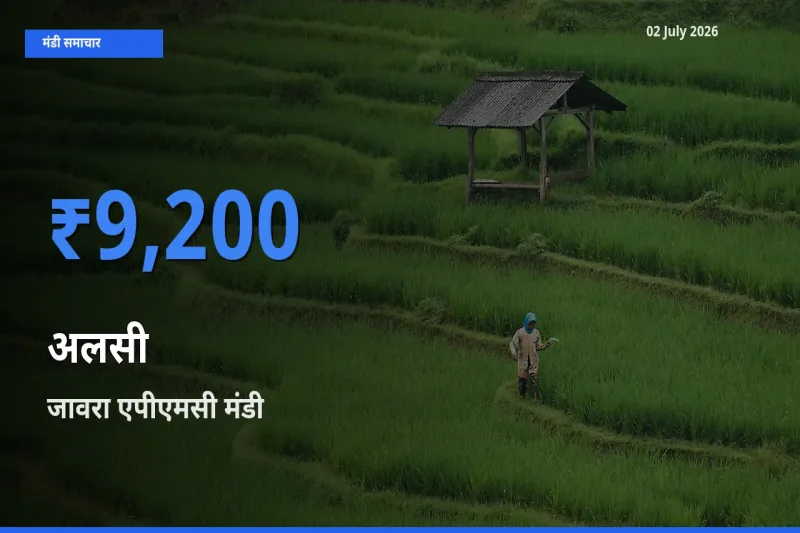 आज अलसी के सबसे ज़्यादा दाम जावरा एपीएमसी मंडी में दर्ज
