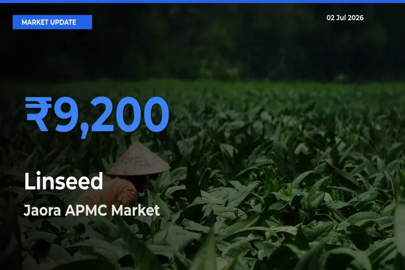 Jaora APMC Offers ₹9,200 – Highest Linseed Rate Today