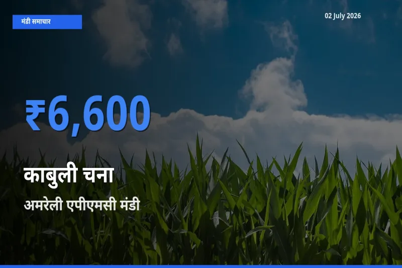 किसानों की पसंद बना अमरेली एपीएमसी, काबुली चना के सबसे अच्छे दाम
