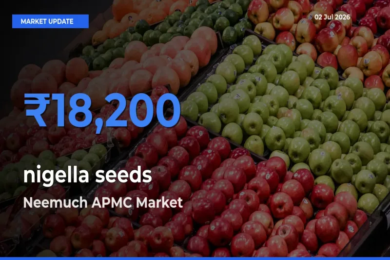 Neemuch APMC Emerges as Top Mandi for nigella seeds Prices Today