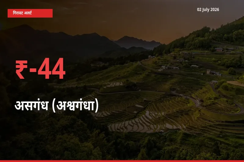 44.43% की गिरावट! मंडी में असगंध (अश्वगंधा) के दाम अचानक टूटे