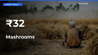Mashrooms Mandi Trend Today: Prices Shift Across Multiple Markets