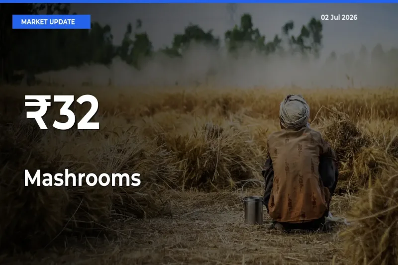 Mashrooms Mandi Trend Today: Prices Shift Across Multiple Markets