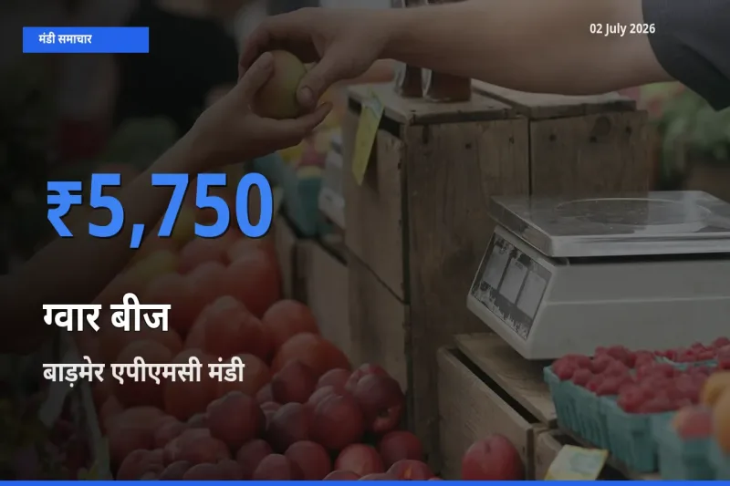 आज ग्वार बीज के सबसे ऊँचे दाम ₹5,750 बाड़मेर एपीएमसी मंडी में