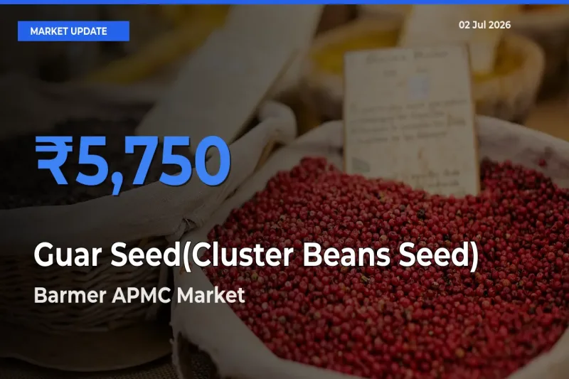 Barmer APMC Emerges as Top Mandi for Guar Seed(Cluster Beans Seed) Prices Today