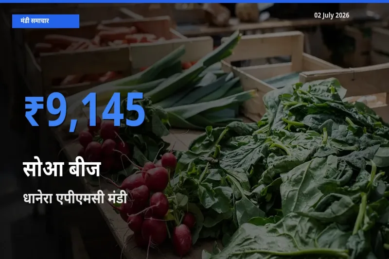 धानेरा एपीएमसी मंडी में सोआ बीज ₹9,145 पर पहुँचा – आज का सर्वोच्च भाव