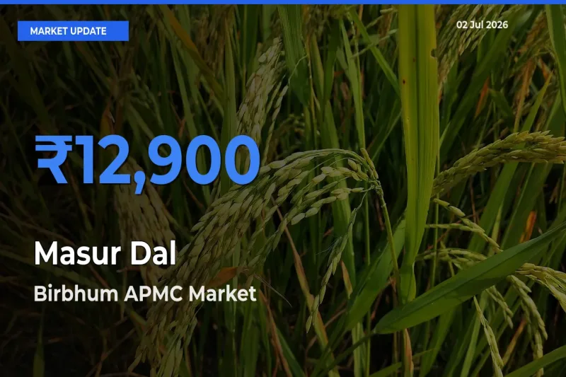 Birbhum APMC Records Highest ₹12,900 Rate for Masur Dal