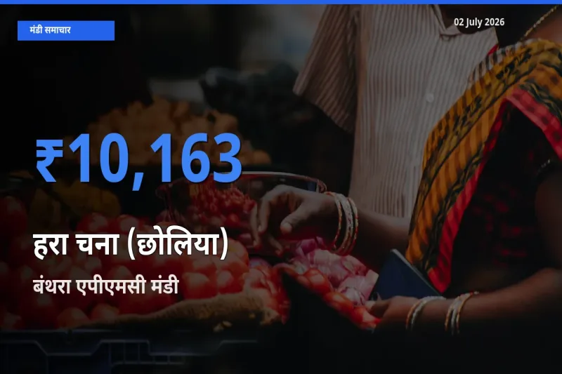 02 July अपडेट: हरा चना (छोलिया) के सबसे ऊँचे दाम बंथरा एपीएमसी मंडी में