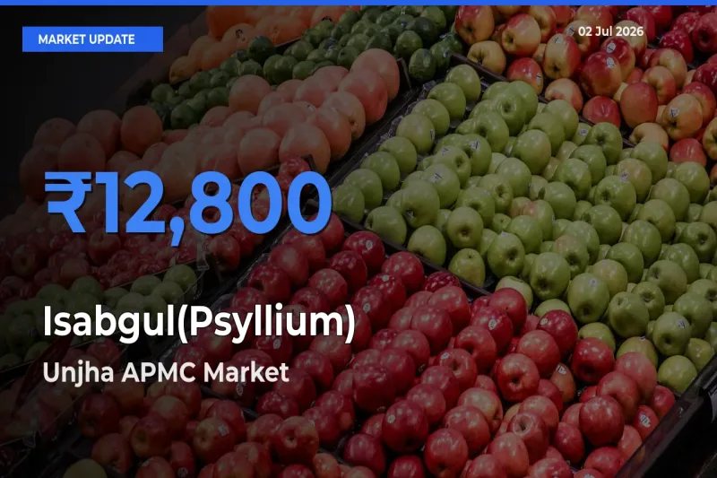 Unjha APMC Leads as Top Mandi for Isabgul(Psyllium) Prices